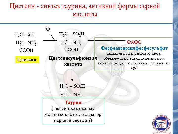 Цистеин - синтез таурина, активной формы серной кислоты Н 2 С – SH О