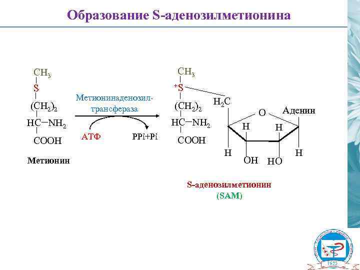 Образование S-аденозилметионина СH 3 S (CH 2)2 Метионинаденозилтрансфераза Метионин (CH 2)2 H 2 C