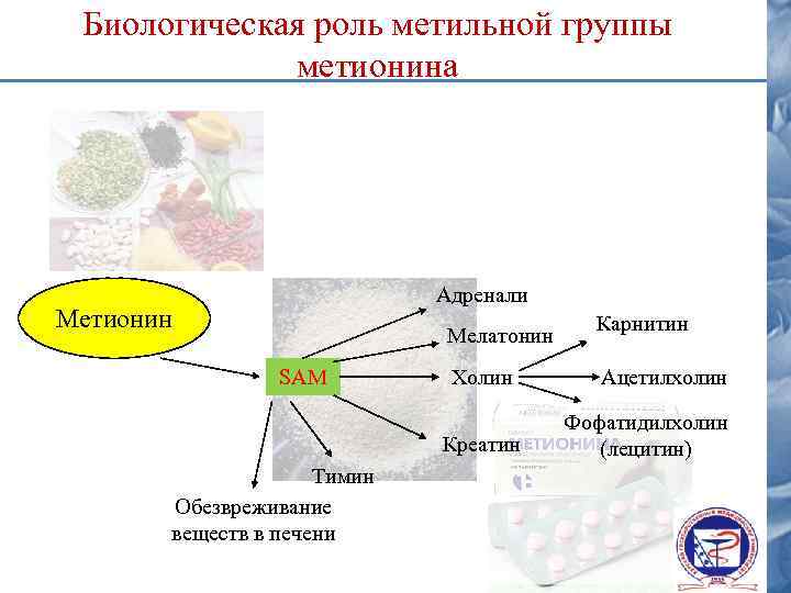 Биологическая роль метильной группы метионина Адренали Метионин Мелатонин SAM Холин Креатин Тимин Обезвреживание веществ