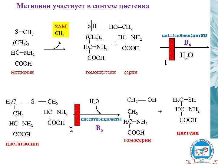 Метионин участвует в синтезе цистеина S СH 3 SН SAM CH 3 (CH 2)2