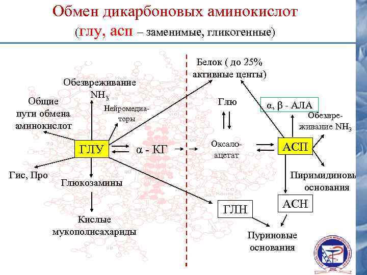 В синтезе белка участвуют аминокислот. Обмен дикарбоновых аминокислот Биосинтез. Схема утилизации дикарбоновых аминокислот.. Метаболизм дикарбоновых аминокислот. Пути использования дикарбоновых аминокислот.