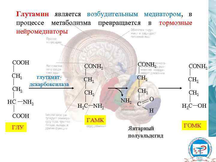 Глутамин является возбудительным медиатором, в процессе метаболизма превращается в тормозные нейромедиаторы CОOH глутаматдекарбоксилаза CH