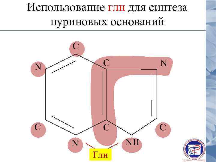 Использование глн для синтеза пуриновых оснований С N С С С NH N Глн