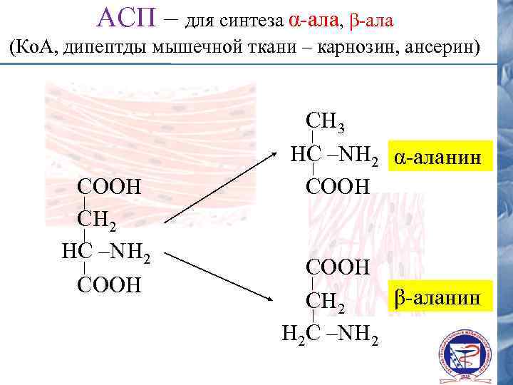 АСП – для синтеза α-ала, β-ала (Ко. А, дипептды мышечной ткани – карнозин, ансерин)