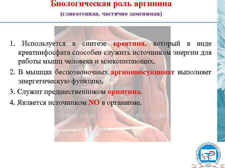 Биологическая роль аргинина (гликогенная, частично заменимая) 1. Используется в синтезе креатина, который в виде