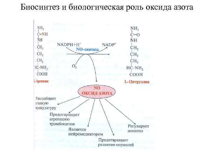 Биосинтез и биологическая роль оксида азота 