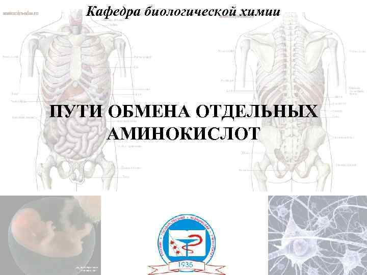 Кафедра биологической химии ПУТИ ОБМЕНА ОТДЕЛЬНЫХ АМИНОКИСЛОТ 