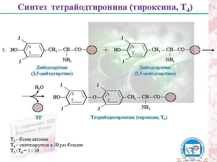Синтез тетрайодтиронина (тироксина, Т 4) J 5. J 3 НО СН 2 5 СН