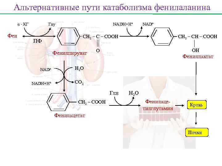 Альтернативные пути катаболизма фенилаланина α - КГ Фен Глу ПФ NADH+H+ NAD+ СН 2