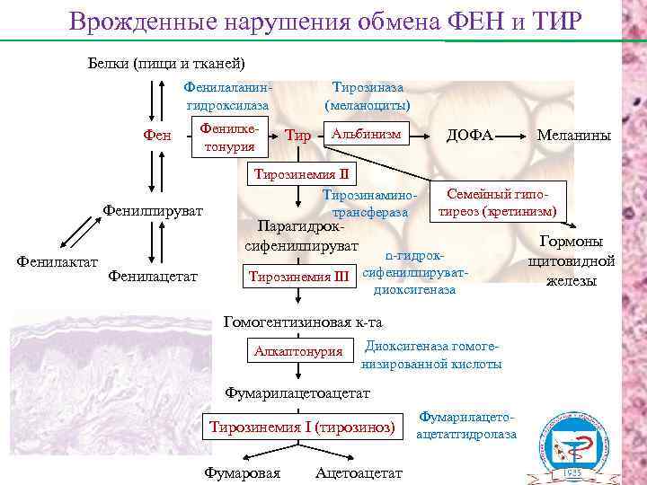Врожденные нарушения обмена ФЕН и ТИР Белки (пищи и тканей) Фенилаланингидроксилаза Фенилкетонурия Фенилпируват Фенилактат