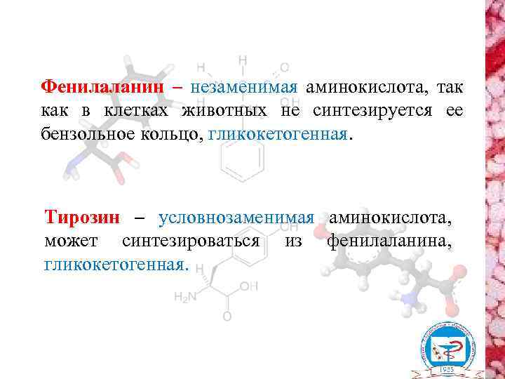 Фенилаланин – незаменимая аминокислота, так как в клетках животных не синтезируется ее бензольное кольцо,