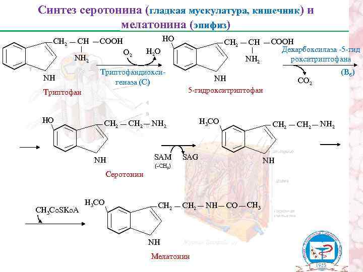 Синтез серотонина (гладкая мускулатура, кишечник) и мелатонина (эпифиз) СН 2 СН О 2 NН