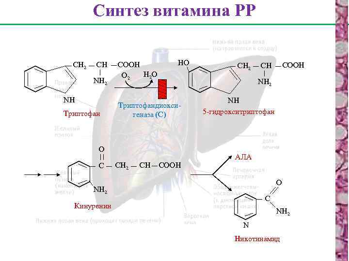 Синтез витамина РР СН 2 СН NН 2 NН Триптофан СООН Н 2 О