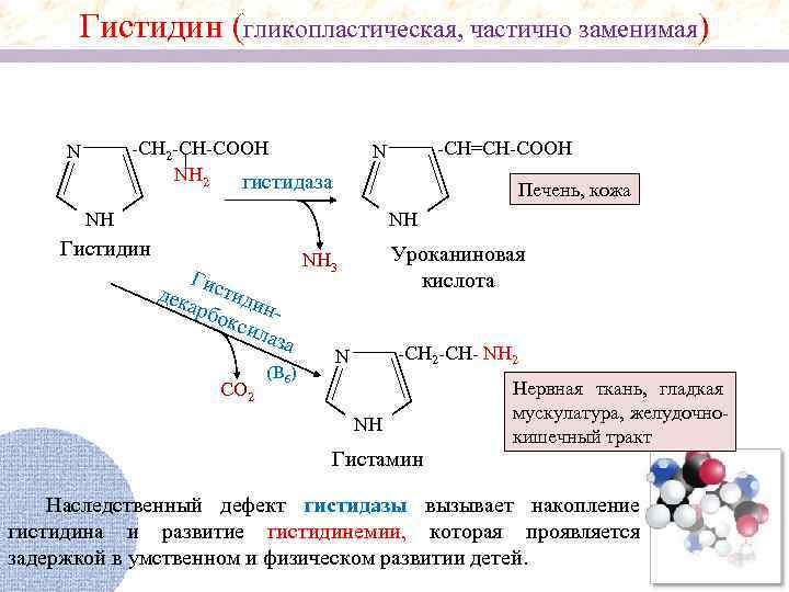 Гистидин (гликопластическая, частично заменимая) -CH 2 -CH-COOH NH 2 гистидаза N -CH=CH-COOH N Печень,