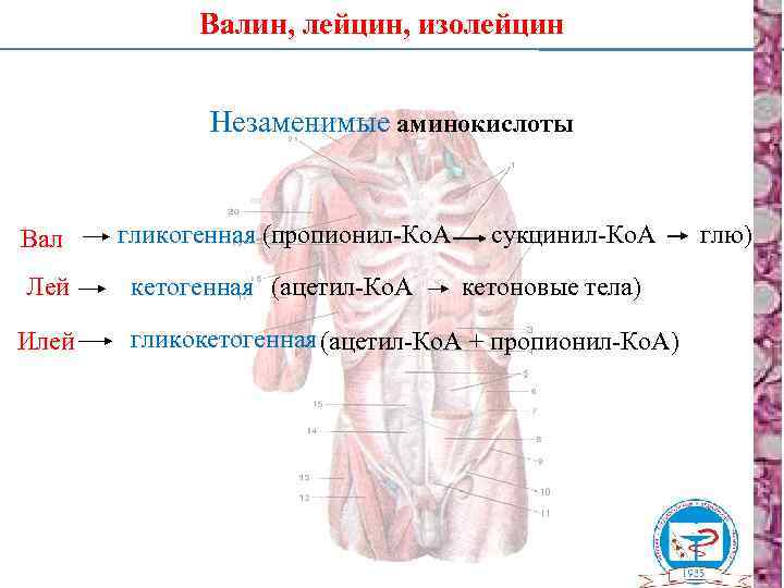 Валин, лейцин, изолейцин Незаменимые аминокислоты Вал Лей Илей гликогенная (пропионил-Ко. А кетогенная (ацетил-Ко. А