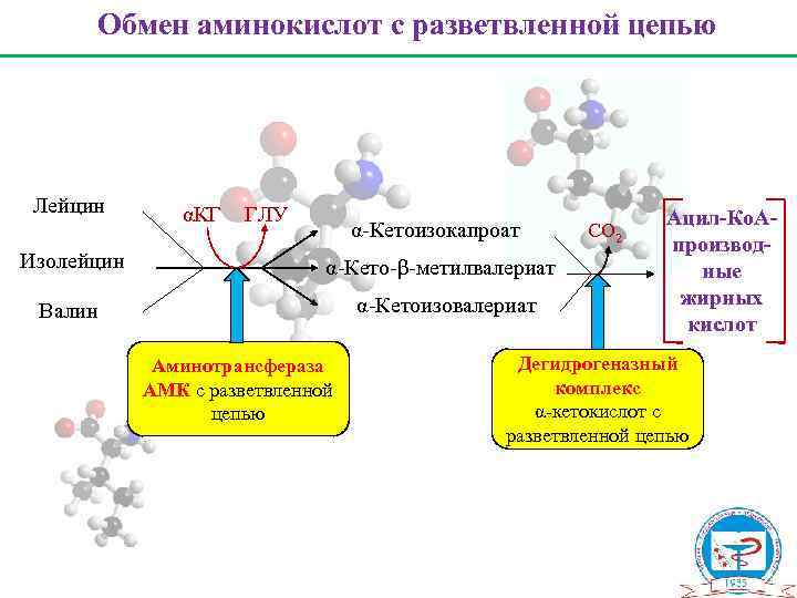 Обмен аминокислот с разветвленной цепью Лейцин αКГ ГЛУ α-Кетоизокапроат Изолейцин α-Кето-β-метилвалериат Валин α-Кетоизовалериат Аминотрансфераза
