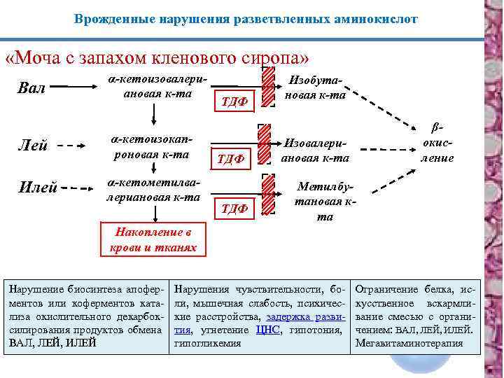 Врожденные нарушения разветвленных аминокислот «Моча с запахом кленового сиропа» Вал Лей Илей α-кетоизовалериановая к-та