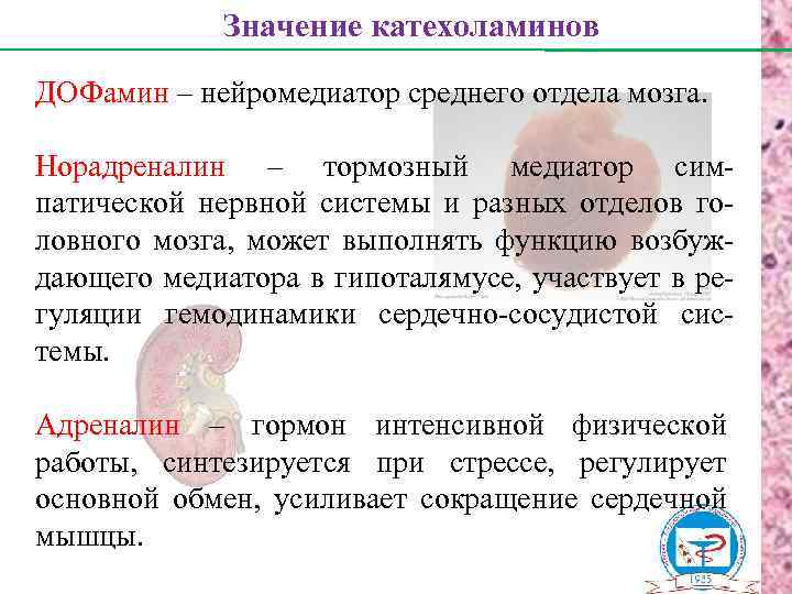 Значение катехоламинов ДОФамин – нейромедиатор среднего отдела мозга. Норадреналин – тормозный медиатор симпатической нервной