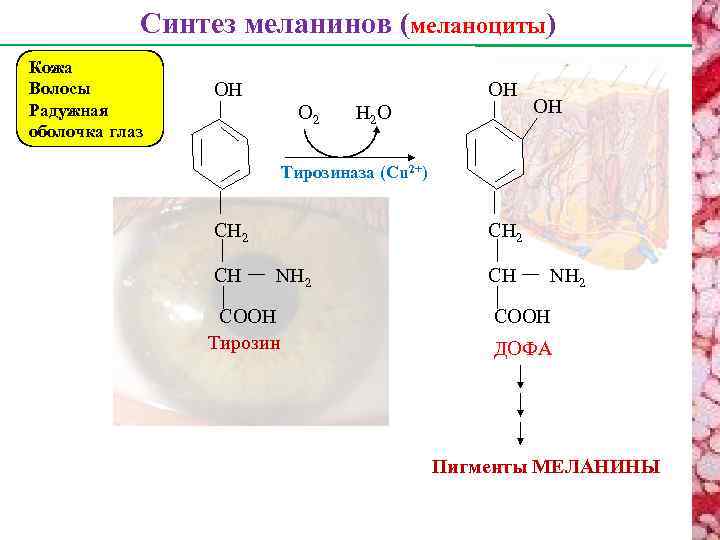Синтез меланинов (меланоциты) Кожа Волосы Радужная оболочка глаз ОH ОH О 2 Н 2