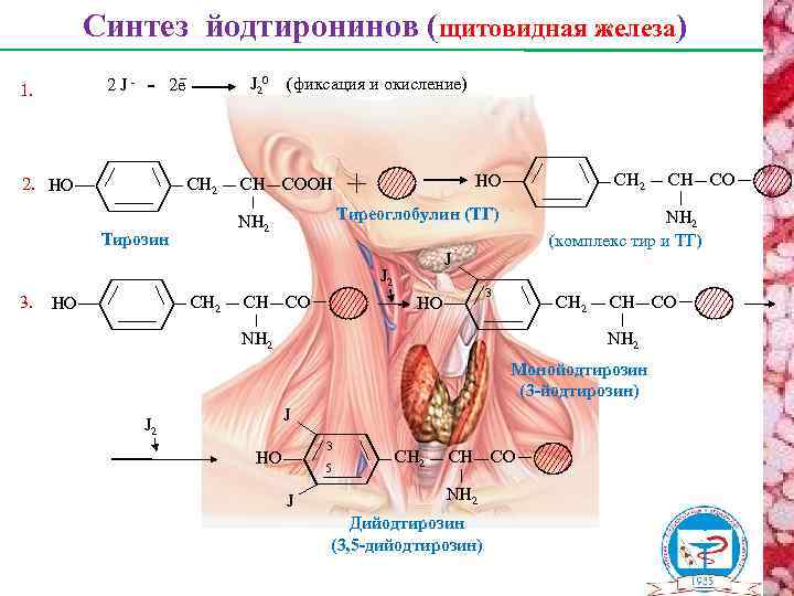 Синтез йодтиронинов (щитовидная железа) 2 J- 1. J 20 2 е СН 2 2.