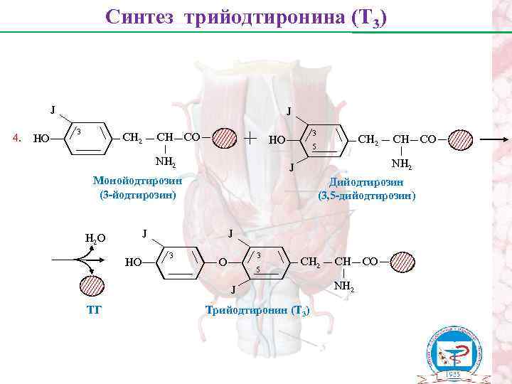 Синтез трийодтиронина (Т 3) J 4. НО J 3 СН 2 СН СО 3