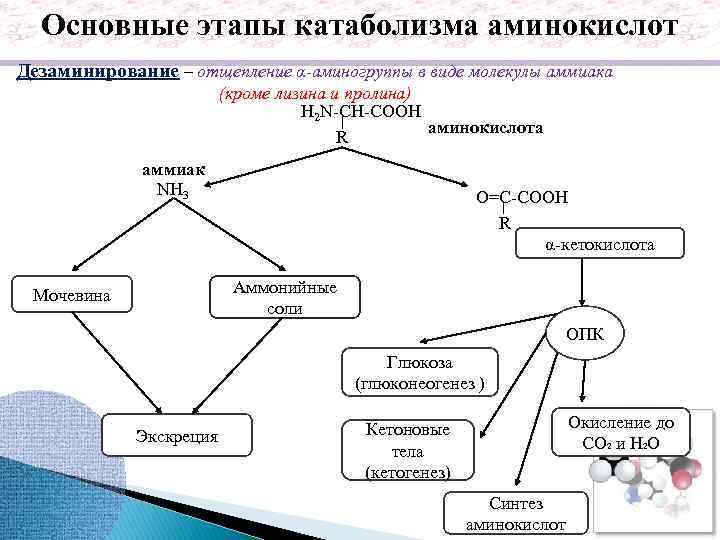 Обмен белков и аминокислот биохимия презентация