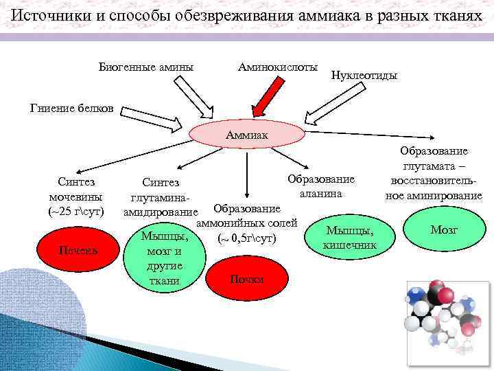 Источники и способы обезвреживания аммиака в разных тканях Биогенные амины Аминокислоты Нуклеотиды Гниение белков