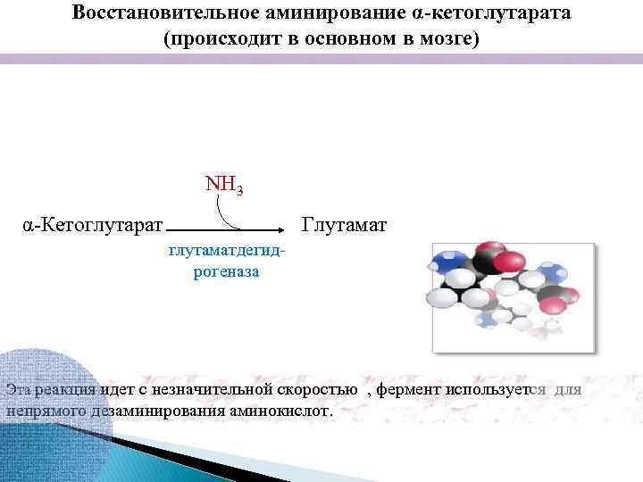 Восстановительное аминирование α-кетоглутарата (происходит в основном в мозге) NH 3 α-Кетоглутарат Глутамат глутаматдегидрогеназа Эта