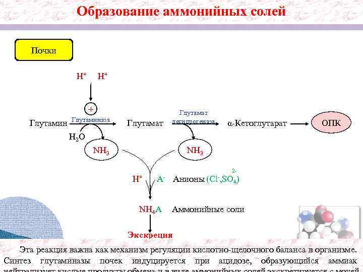 Образование аммонийных солей Почки H+ H+ + Глутаминаза Глутамат дегидрогеназа α-Кетоглутарат ОПК H 2