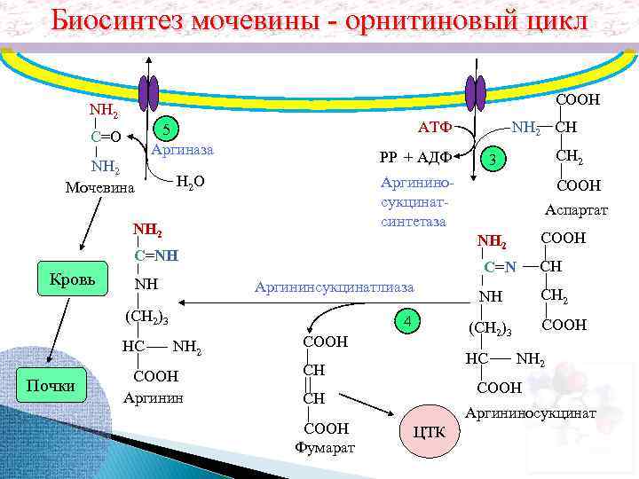 Орнитиновый цикл реакции. Орнитиновый цикл синтеза мочевины. Аргинин орнитиновый цикл.