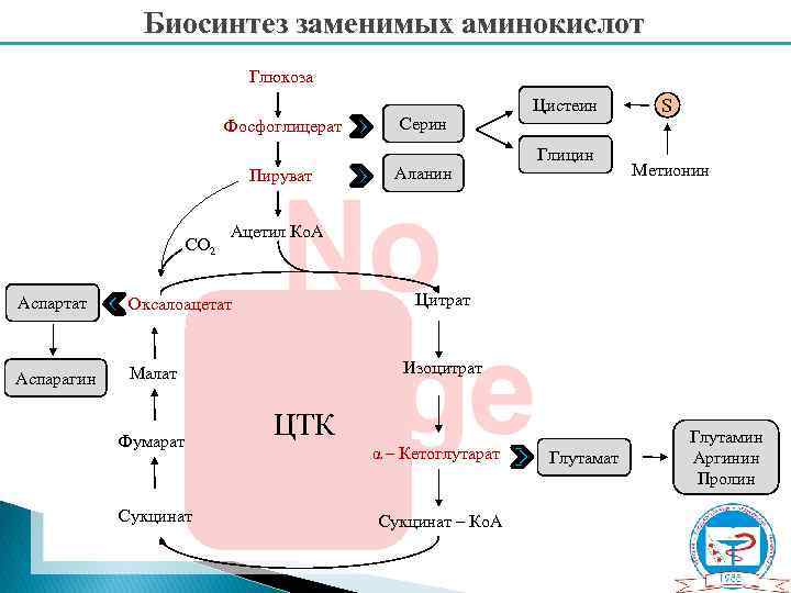 Биосинтез заменимых аминокислот Глюкоза Фосфоглицерат Пируват СО 2 Метионин Аспарагин Цитрат Оксалоацетат Малат Сукцинат