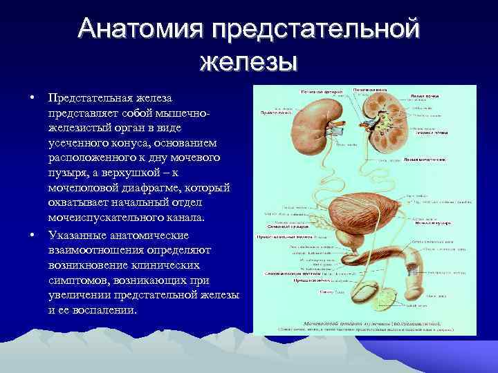 Анатомия предстательной железы • • Предстательная железа представляет собой мышечножелезистый орган в виде усеченного