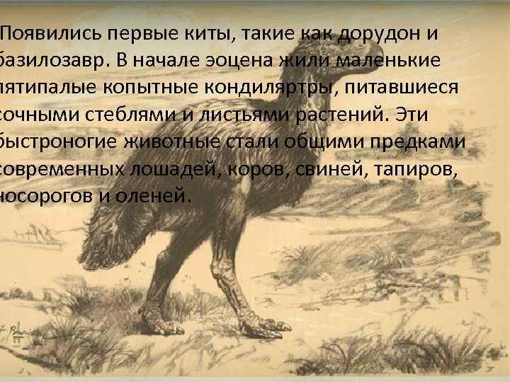 Появились первые киты, такие как дорудон и базилозавр. В начале эоцена жили маленькие пятипалые