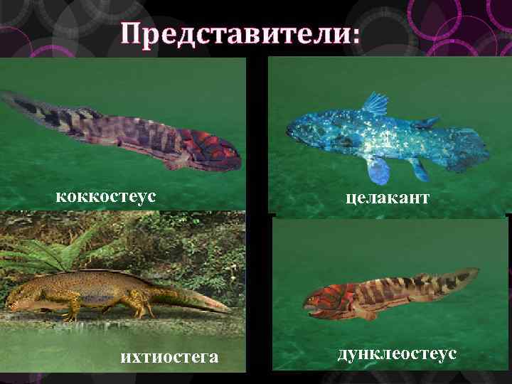 Представители: аргириаспис коккостеус диптер ихтиостега астеролепис кладоселахия целакант дунклеостеус 