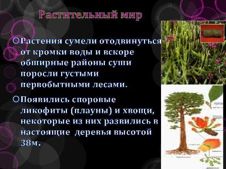 Растительный мир Растения сумели отодвинуться от кромки воды и вскоре обширные районы суши поросли