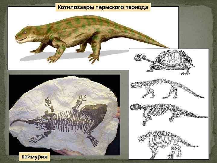 Котилозавры пермского периода сеймурия 