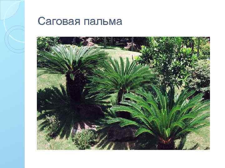 Саговая пальма 