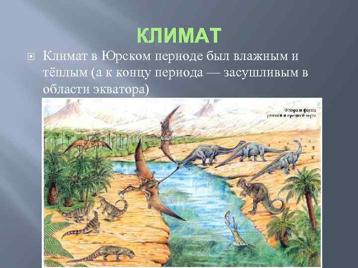 КЛИМАТ Климат в Юрском периоде был влажным и тёплым (а к концу периода —