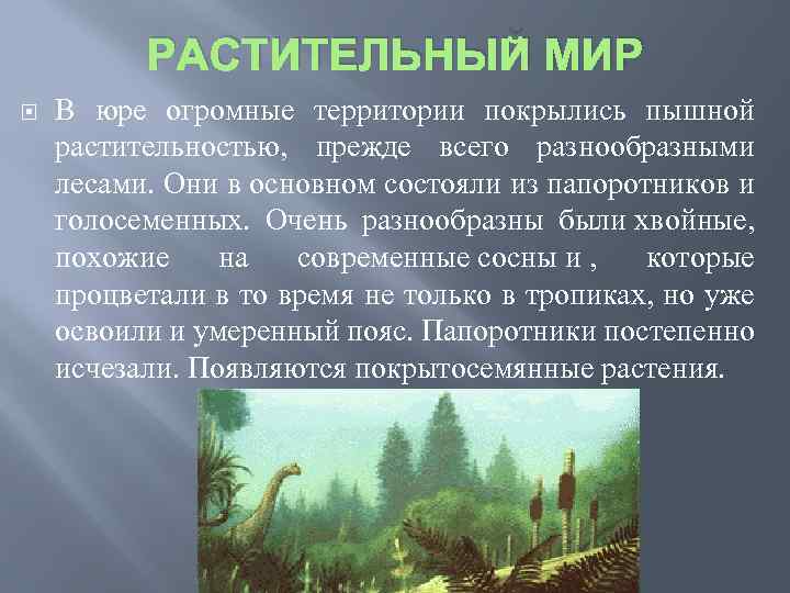РАСТИТЕЛЬНЫЙ МИР В юре огромные территории покрылись пышной растительностью, прежде всего разнообразными лесами. Они
