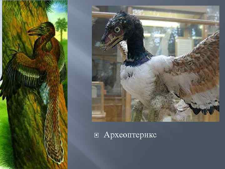  Археоптерикс 