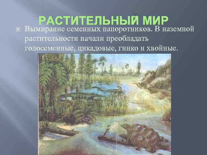 РАСТИТЕЛЬНЫЙ МИР Вымирание семенных папоротников. В наземной растительности начали преобладать голосеменные, цикадовые, гинко и