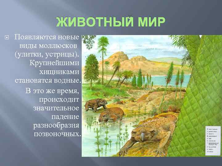 ЖИВОТНЫЙ МИР Появляются новые виды моллюсков (улитки, устрицы). Крупнейшими хищниками становятся водные. В это