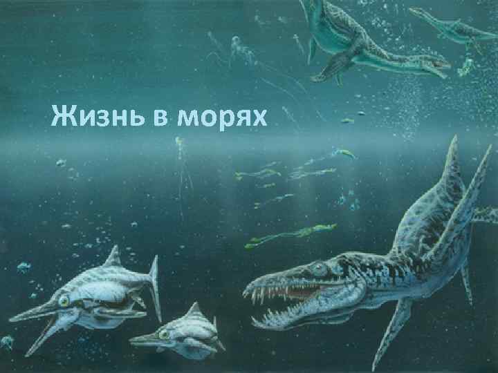 Жизнь в морях 