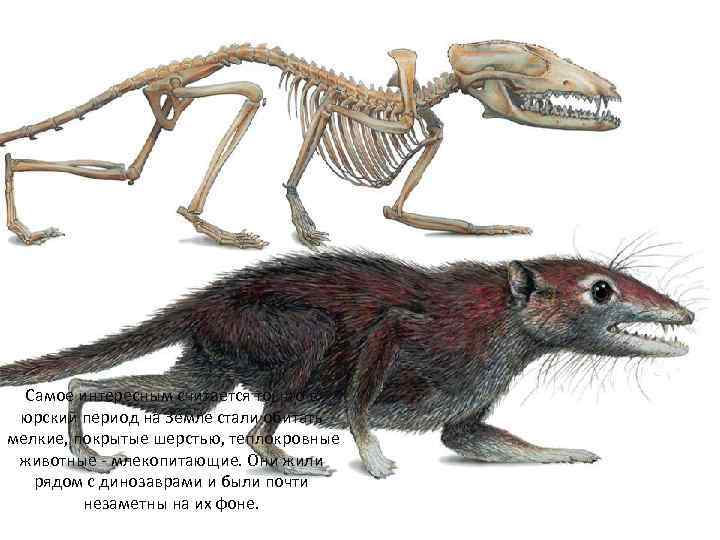 Самое интересным считается то, что в юрский период на Земле стали обитать мелкие, покрытые