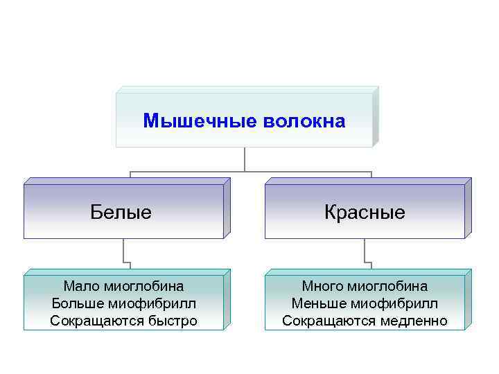 Белые и красные мышечные волокна фото