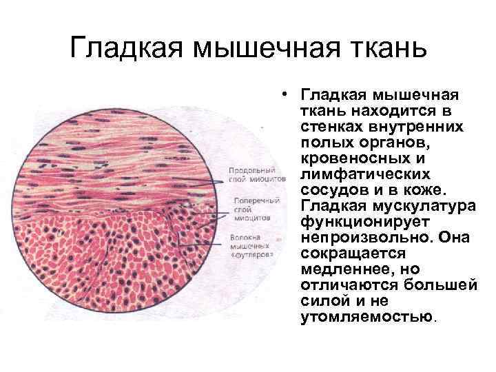 Мышечная ткань органы