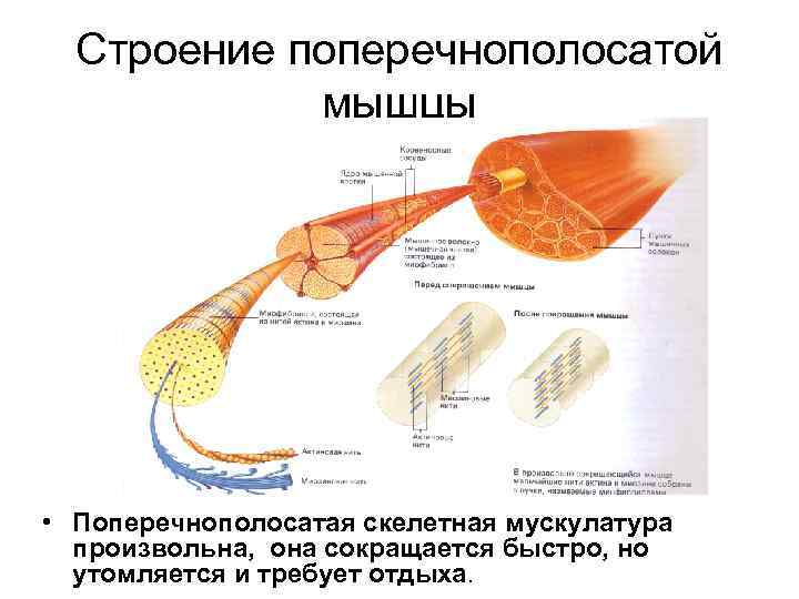 Анатомия план изучения