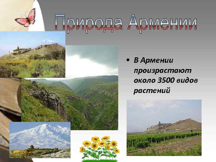  • В Армении произрастают около 3500 видов растений 