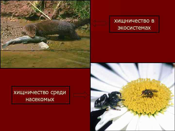 хищничество в экосистемах хищничество среди насекомых 