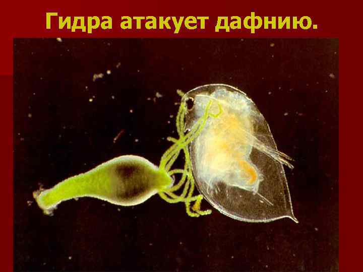 Гидра атакует дафнию. 